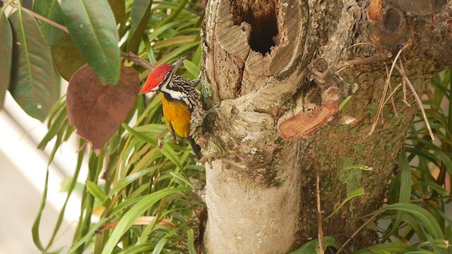 Common Flameback - ML417203931