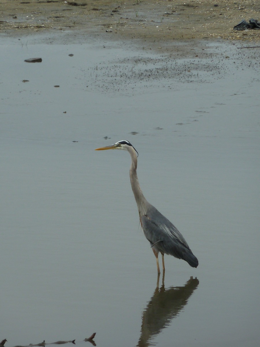 Great Blue Heron - Michael W