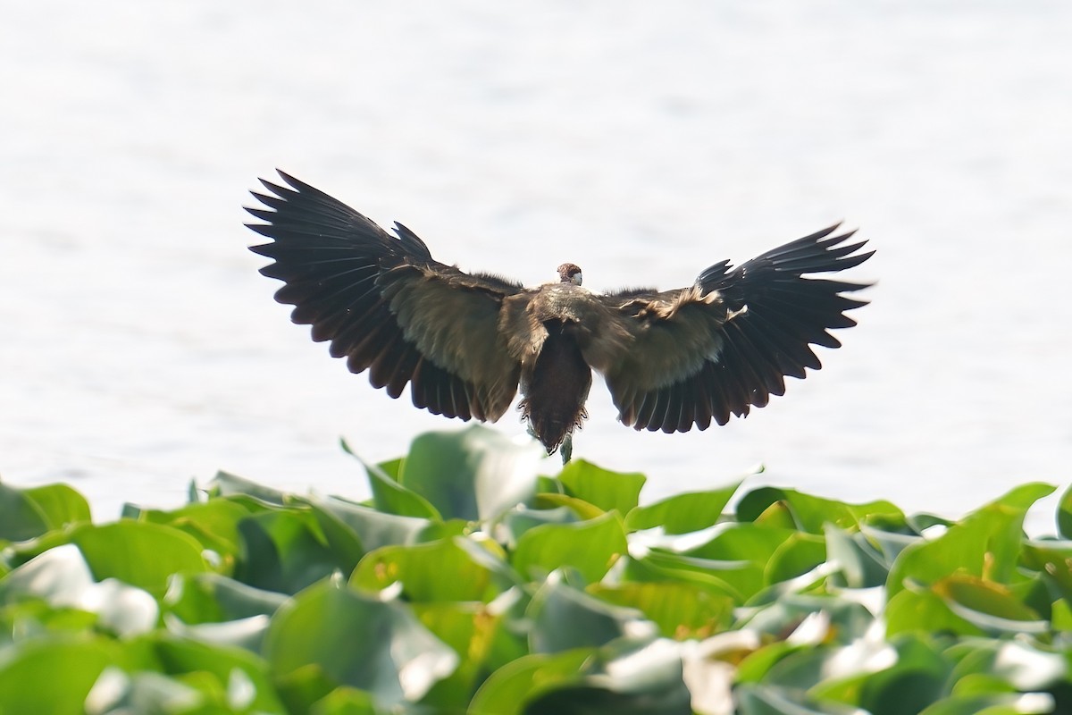 Bronze-winged Jacana - Sudip Simha