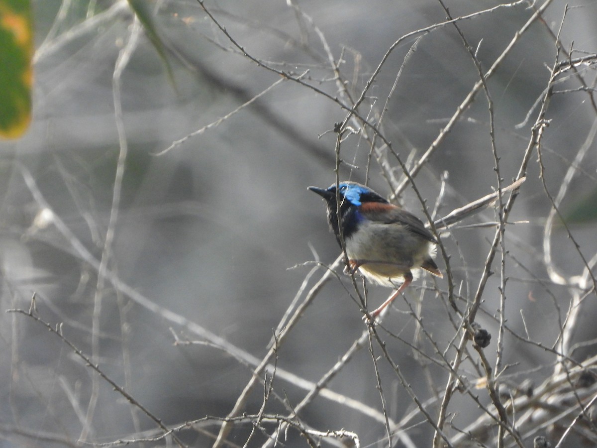 Variegated Fairywren - ML417206701