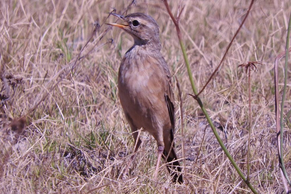 Plain-backed Pipit - ML417207421