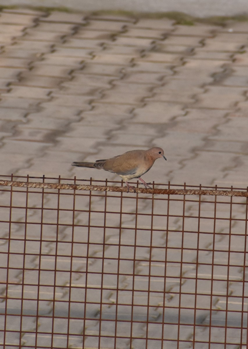 Laughing Dove - ML417208521