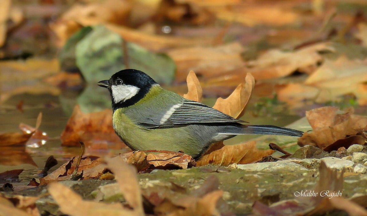 Great Tit - ML41720991