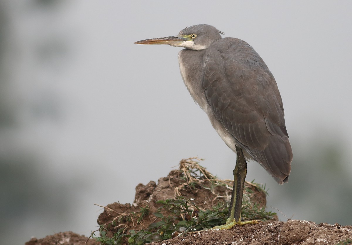 Western Reef-Heron - ML417213301