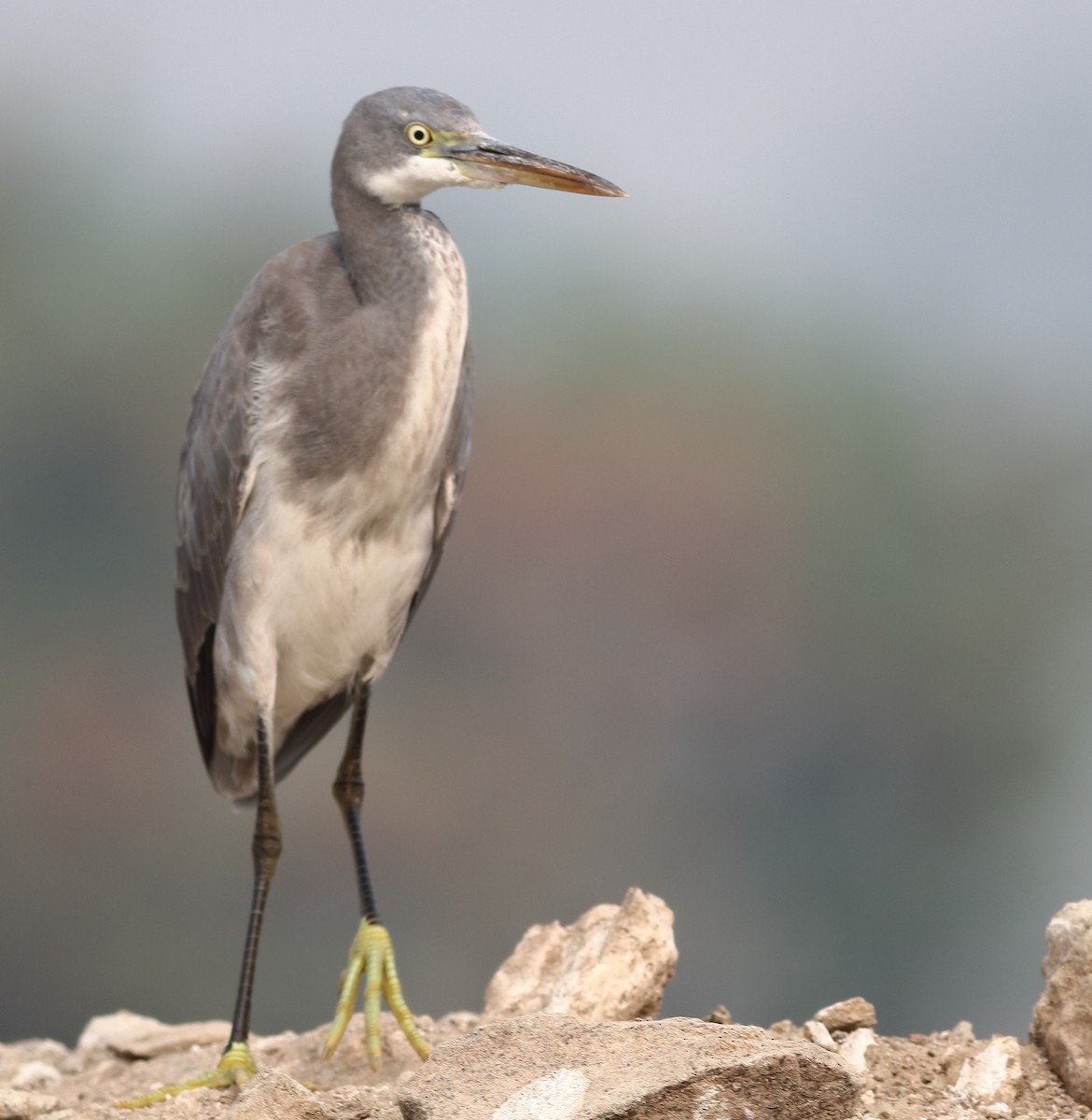 Western Reef-Heron - ML417213321