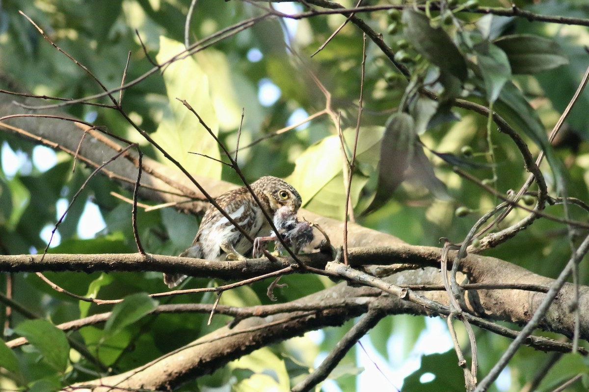 Collared Owlet - ML417213441