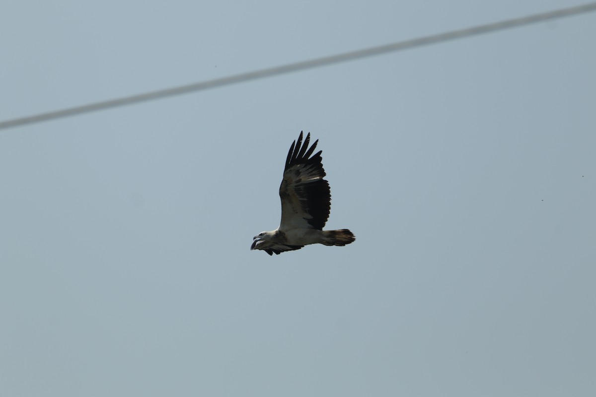 White-bellied Sea-Eagle - ML417213701