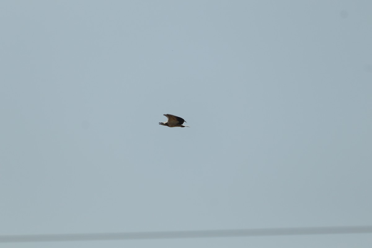 White-bellied Sea-Eagle - ML417213711