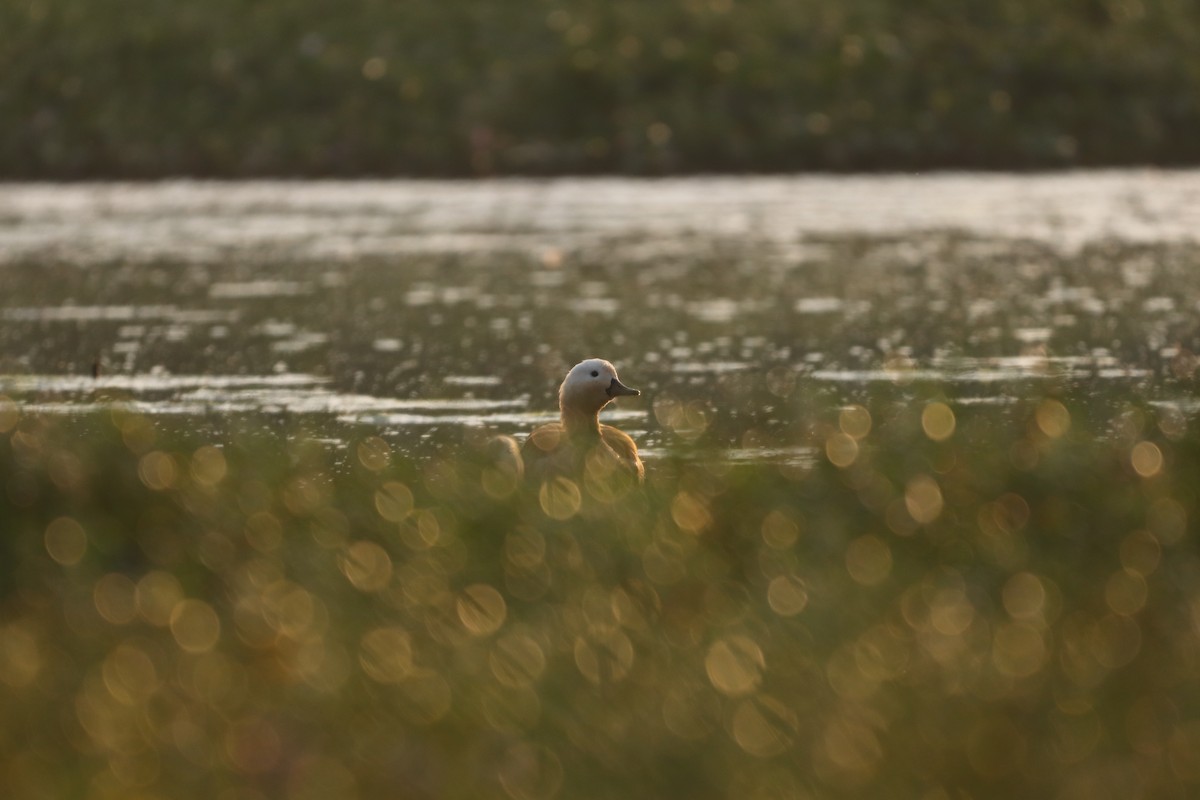 Ruddy Shelduck - ML417214041