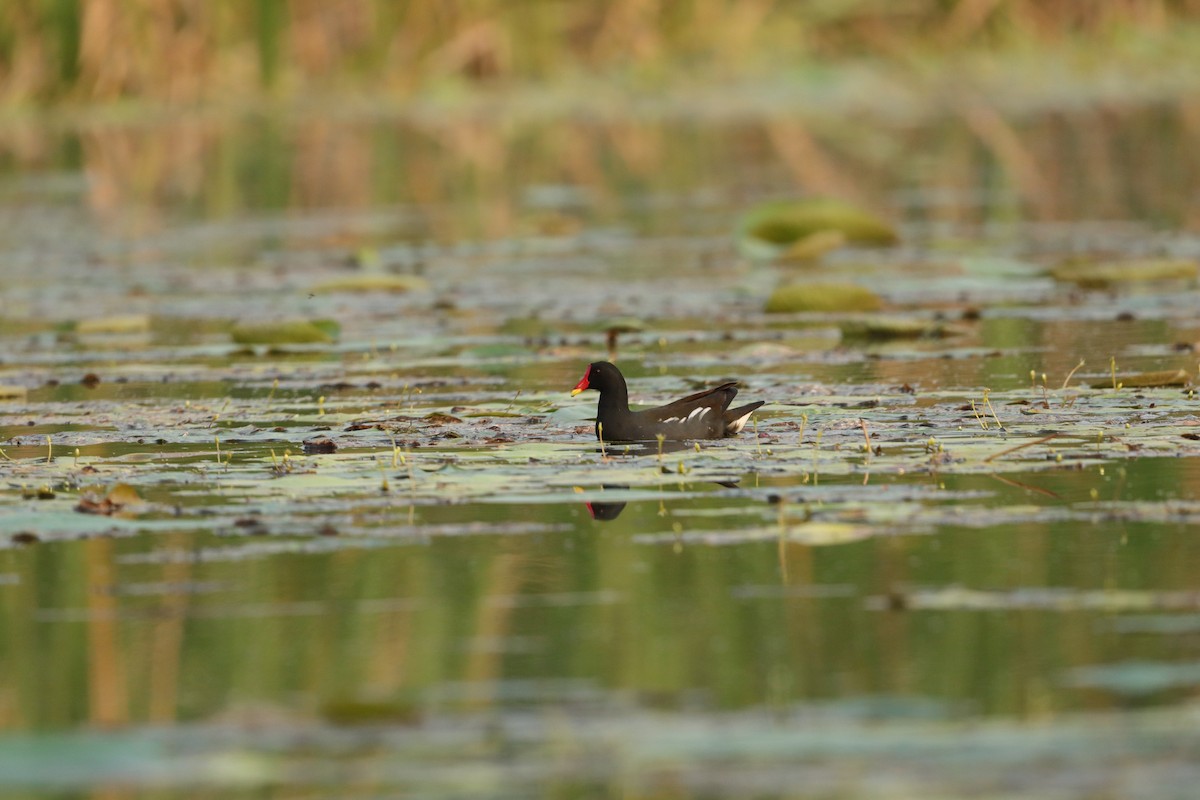 Gallinule poule-d'eau - ML417214111