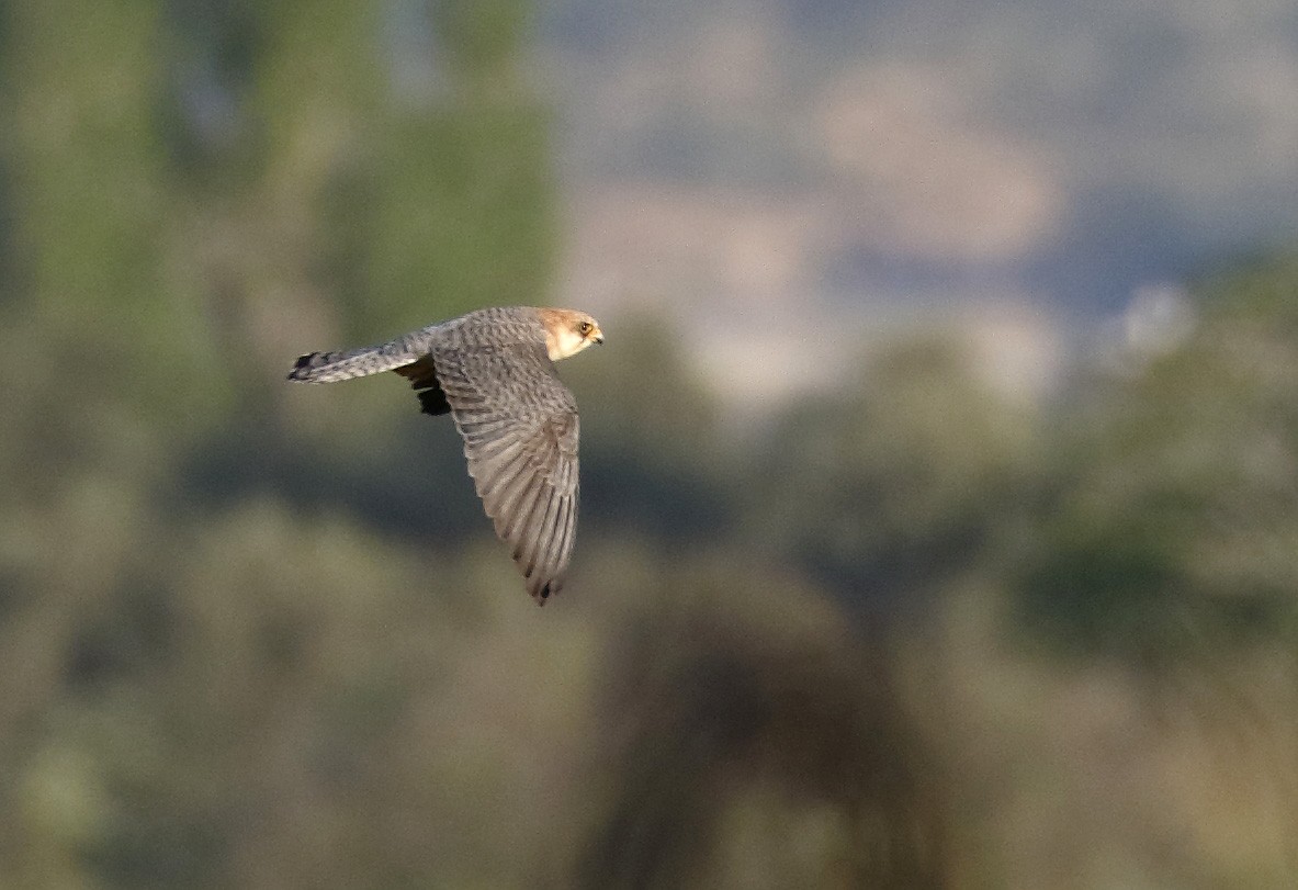 Red-footed Falcon - Dave Curtis