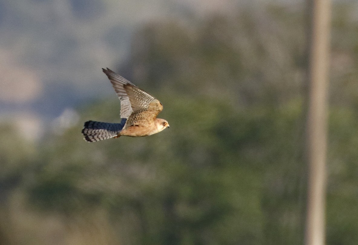 Red-footed Falcon - Dave Curtis