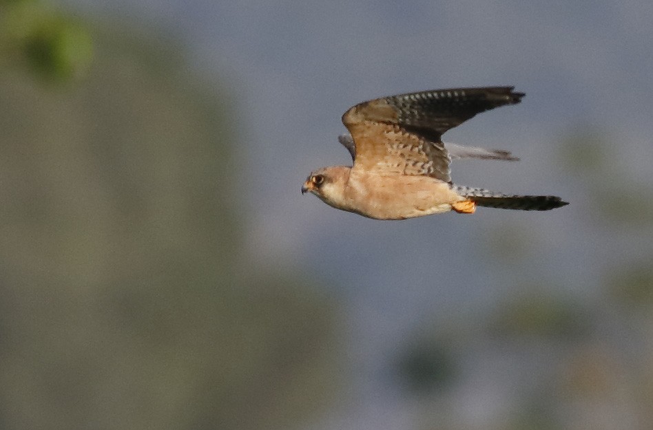 Red-footed Falcon - Dave Curtis