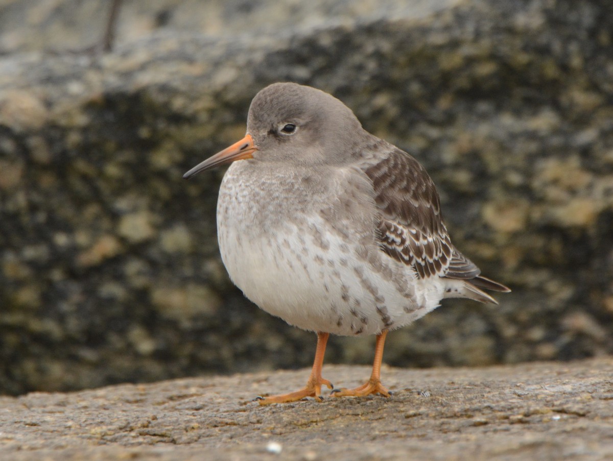 Purple Sandpiper - Aija Konrad