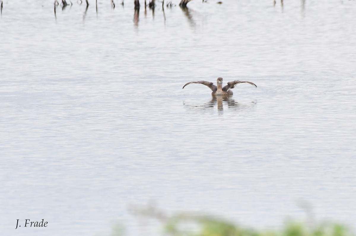 Pied-billed Grebe - ML417218501