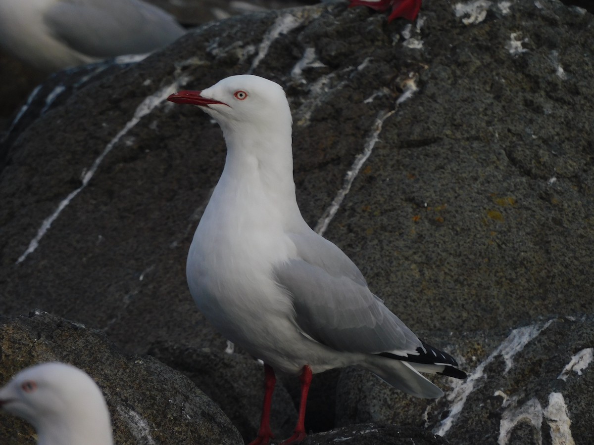 goéland ou mouette sp. - ML417220941