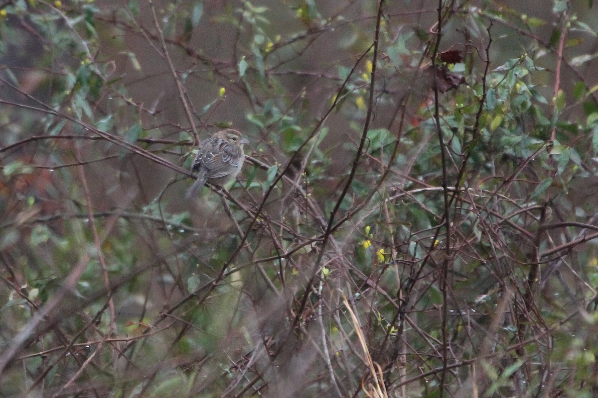 Bachman's Sparrow - ML417222451