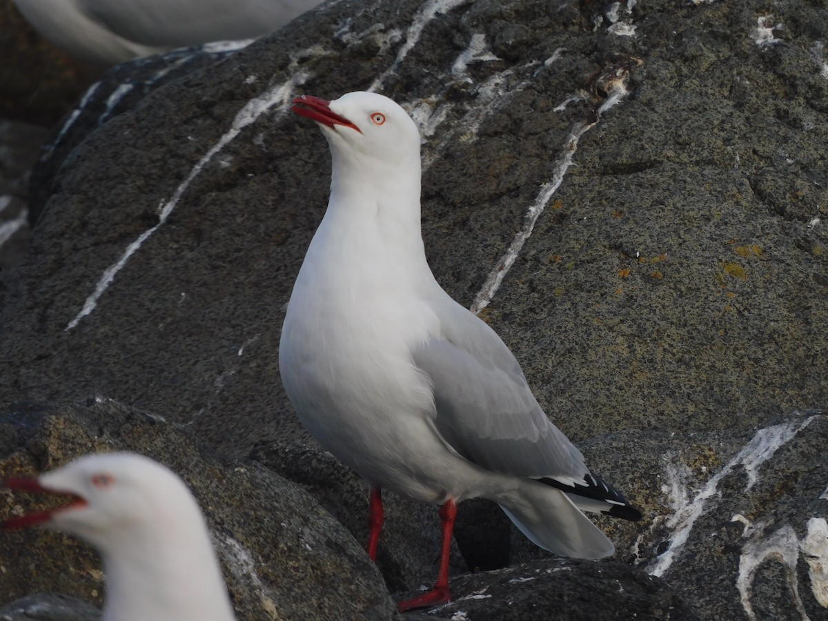 goéland ou mouette sp. - ML417222531