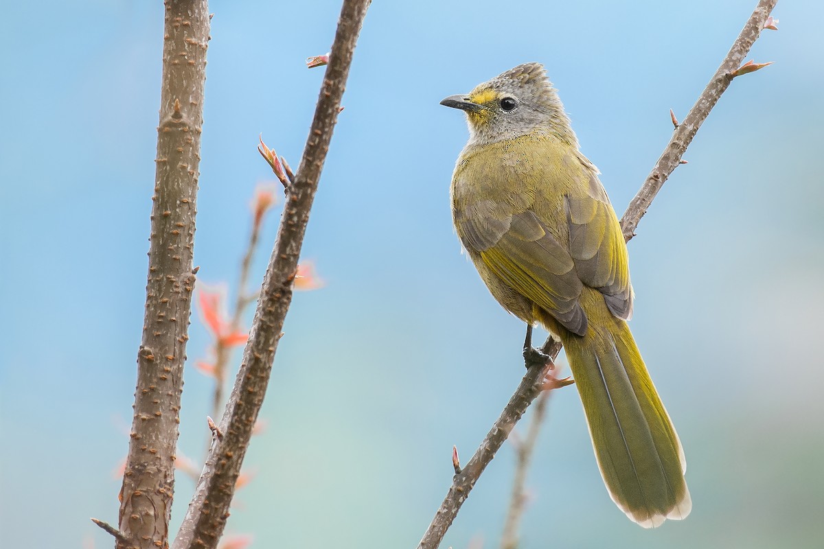 Flavescent Bulbul - Natthaphat Chotjuckdikul