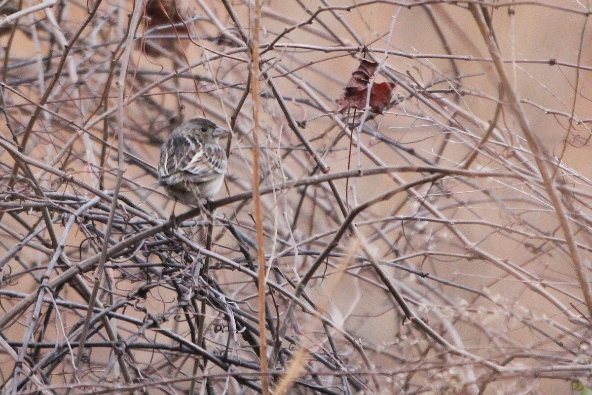 Grasshopper Sparrow - ML417226101