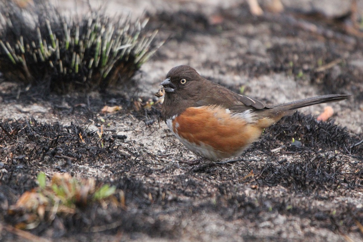 pipilo rudooký (ssp. alleni/rileyi) - ML417226171