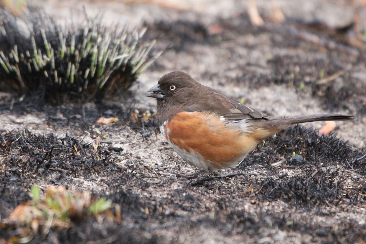 Eastern Towhee (White-eyed) - ML417226221