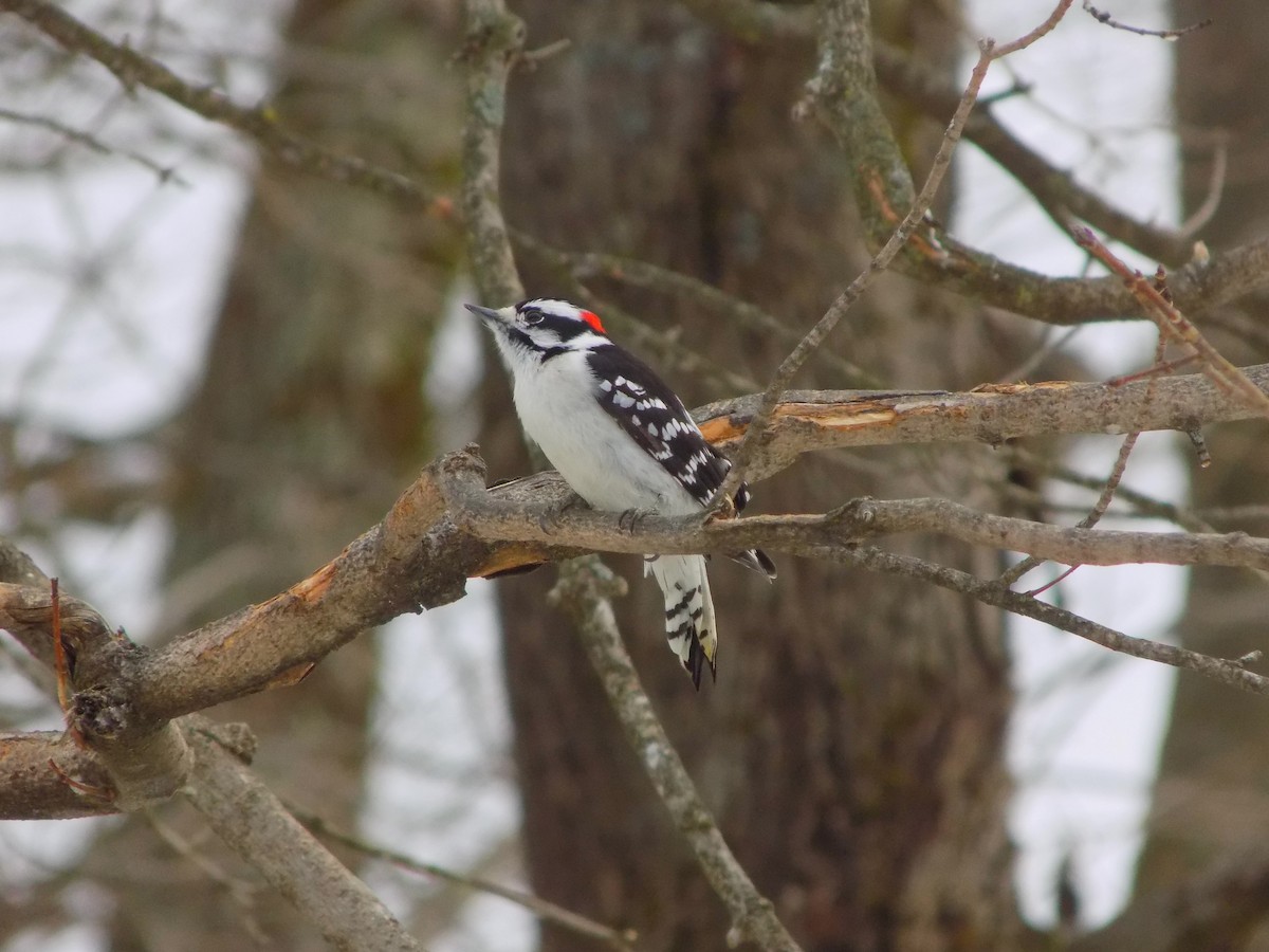 Downy Woodpecker - ML417227951