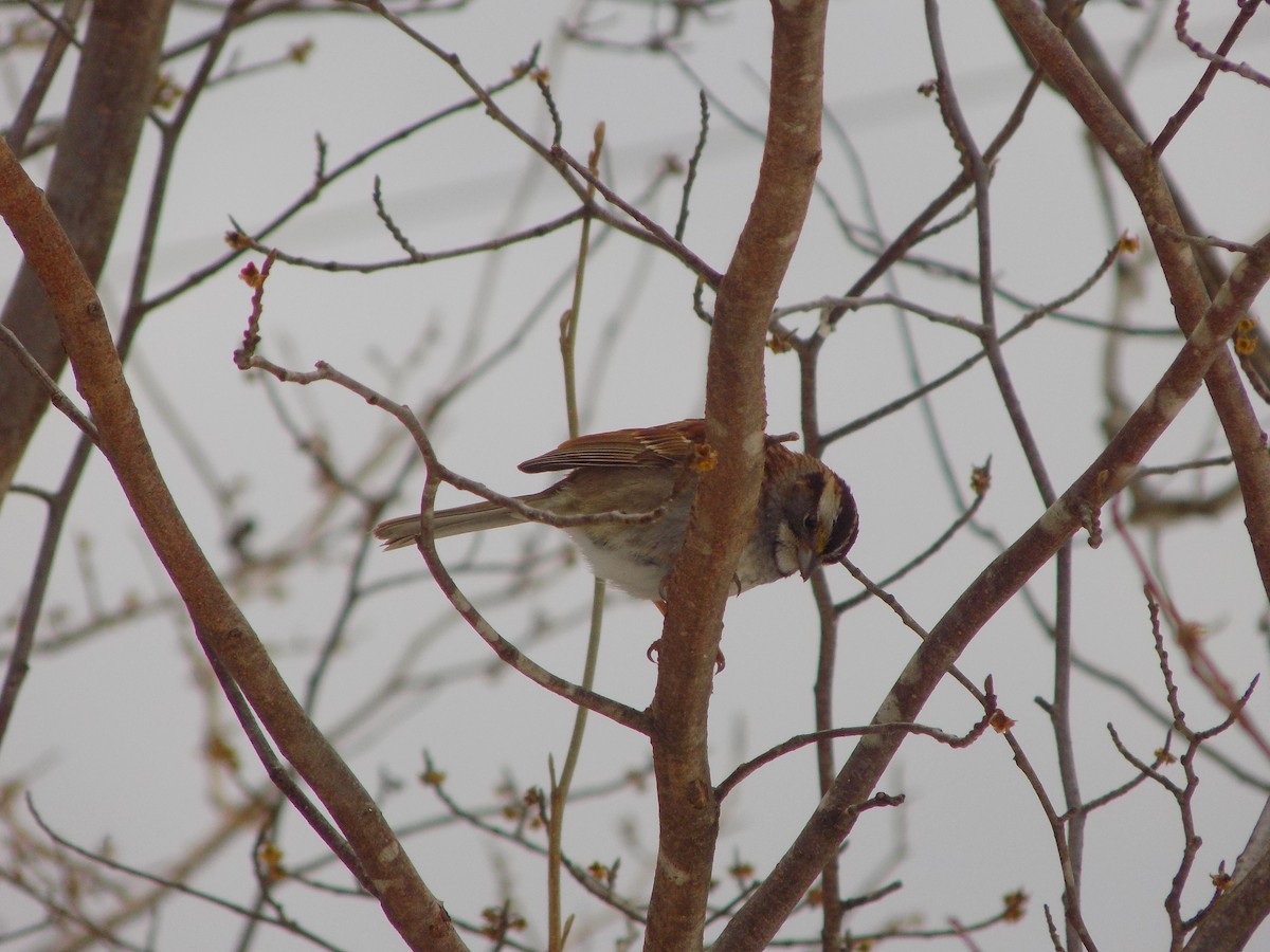White-throated Sparrow - The Real Anonymous