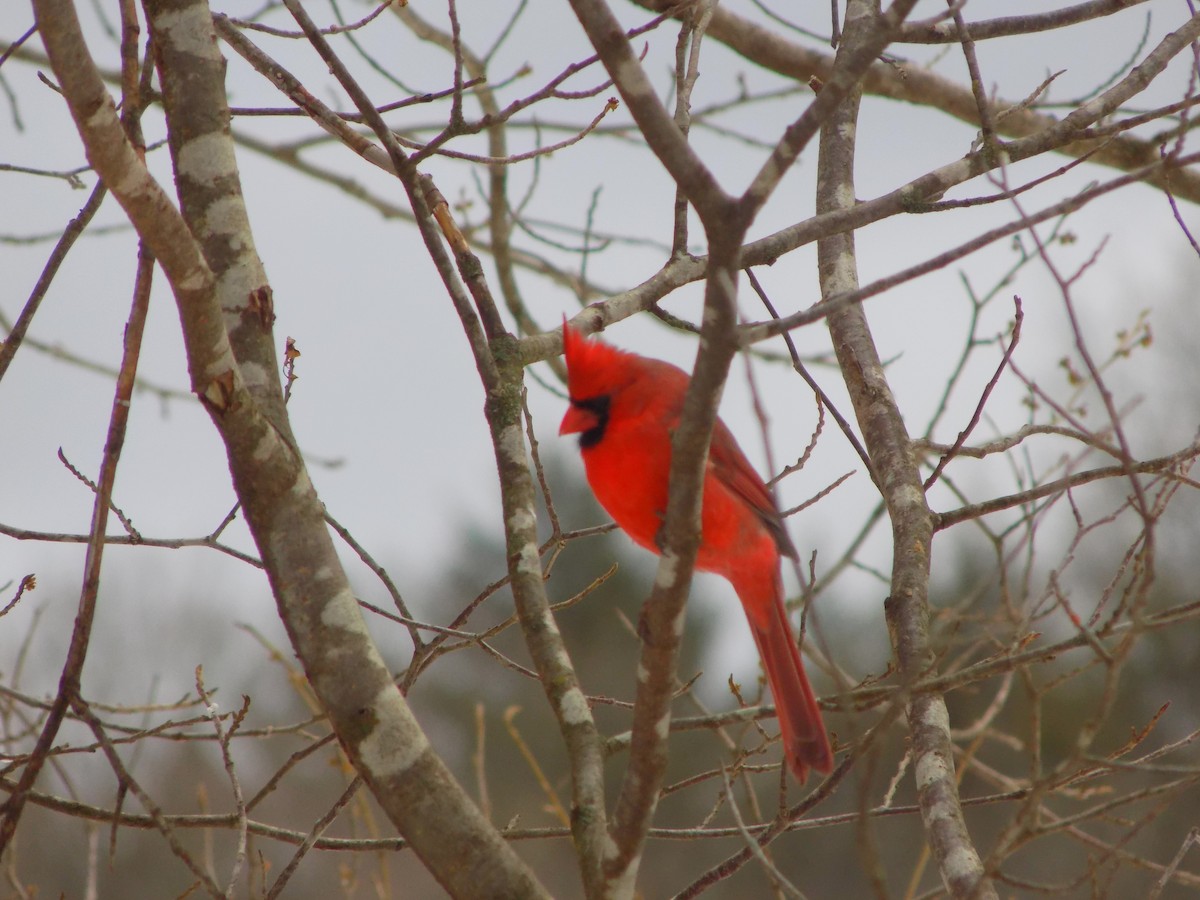 Northern Cardinal - The Real Anonymous