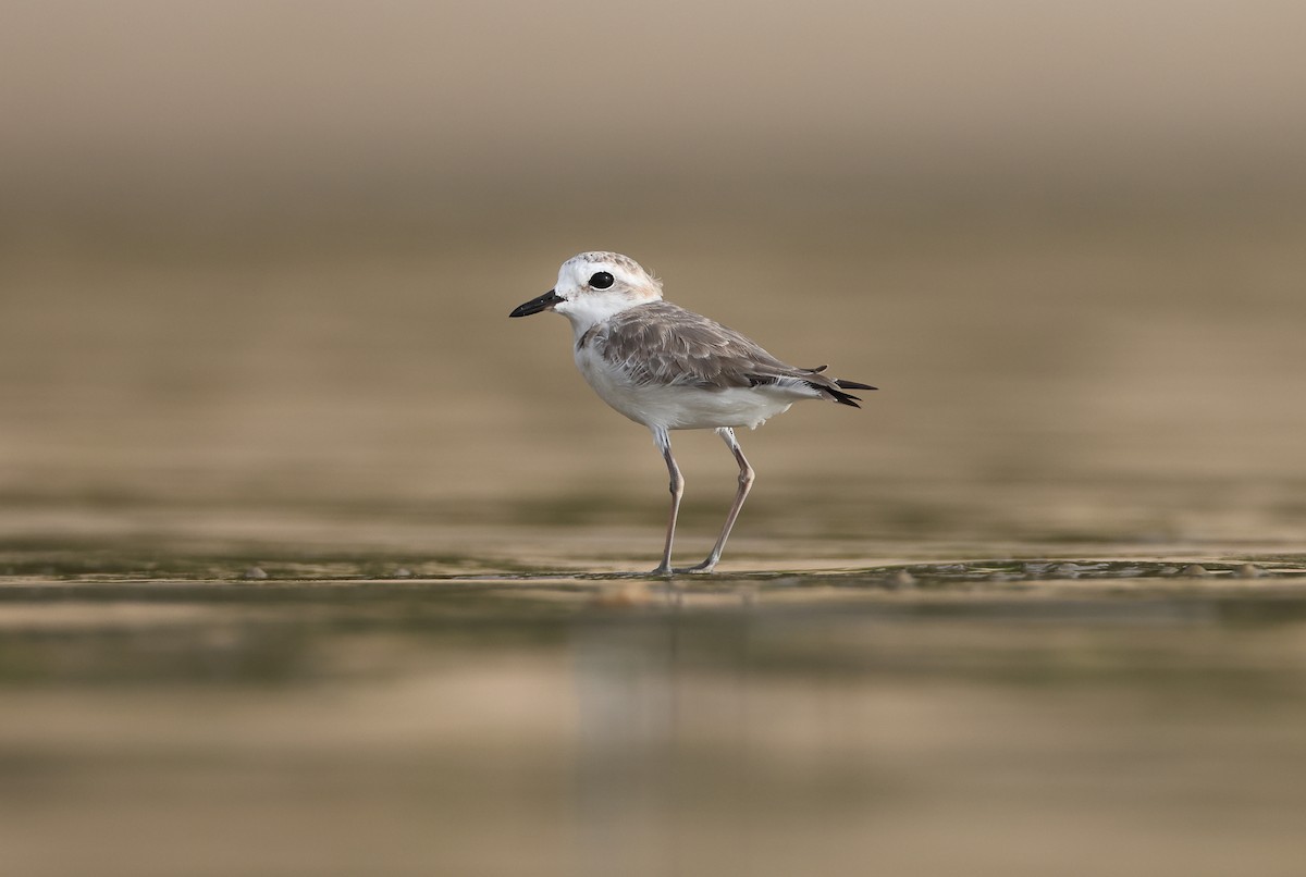 White-faced Plover - ML417228341