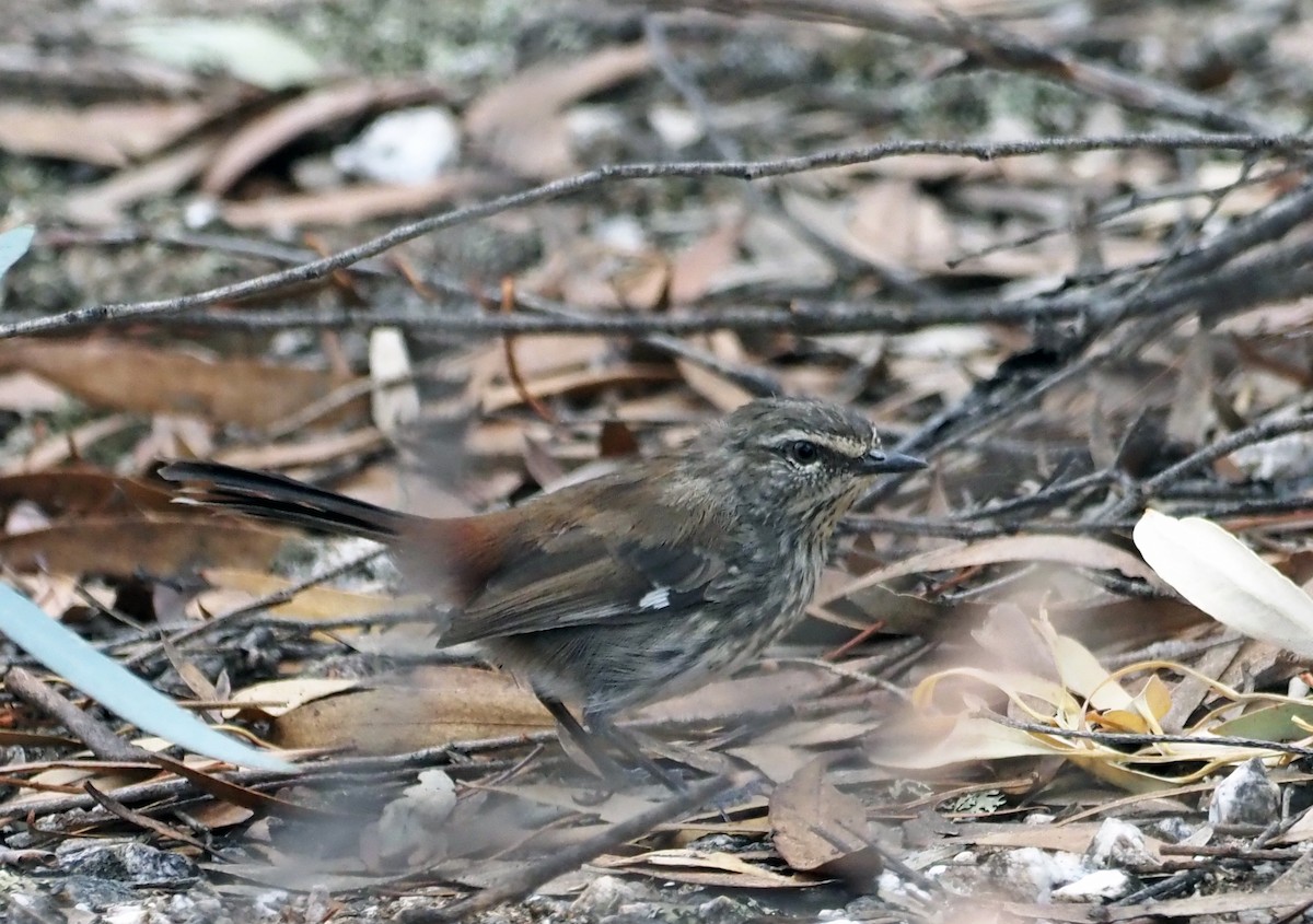 Shy Heathwren - ML417228661