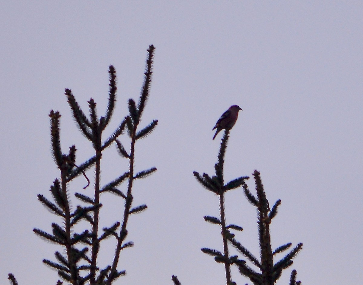 White-winged Crossbill - ML417228771