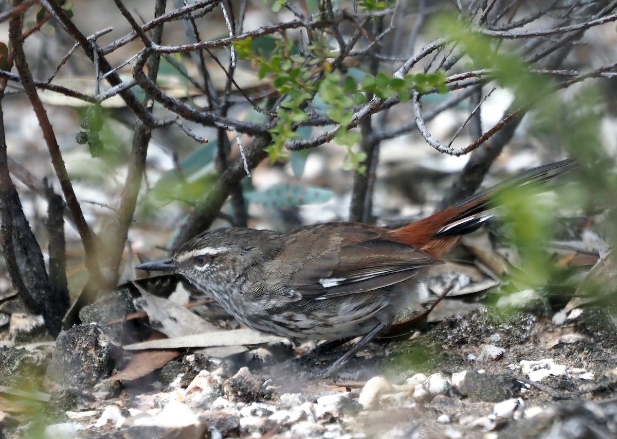 Shy Heathwren - ML417228781