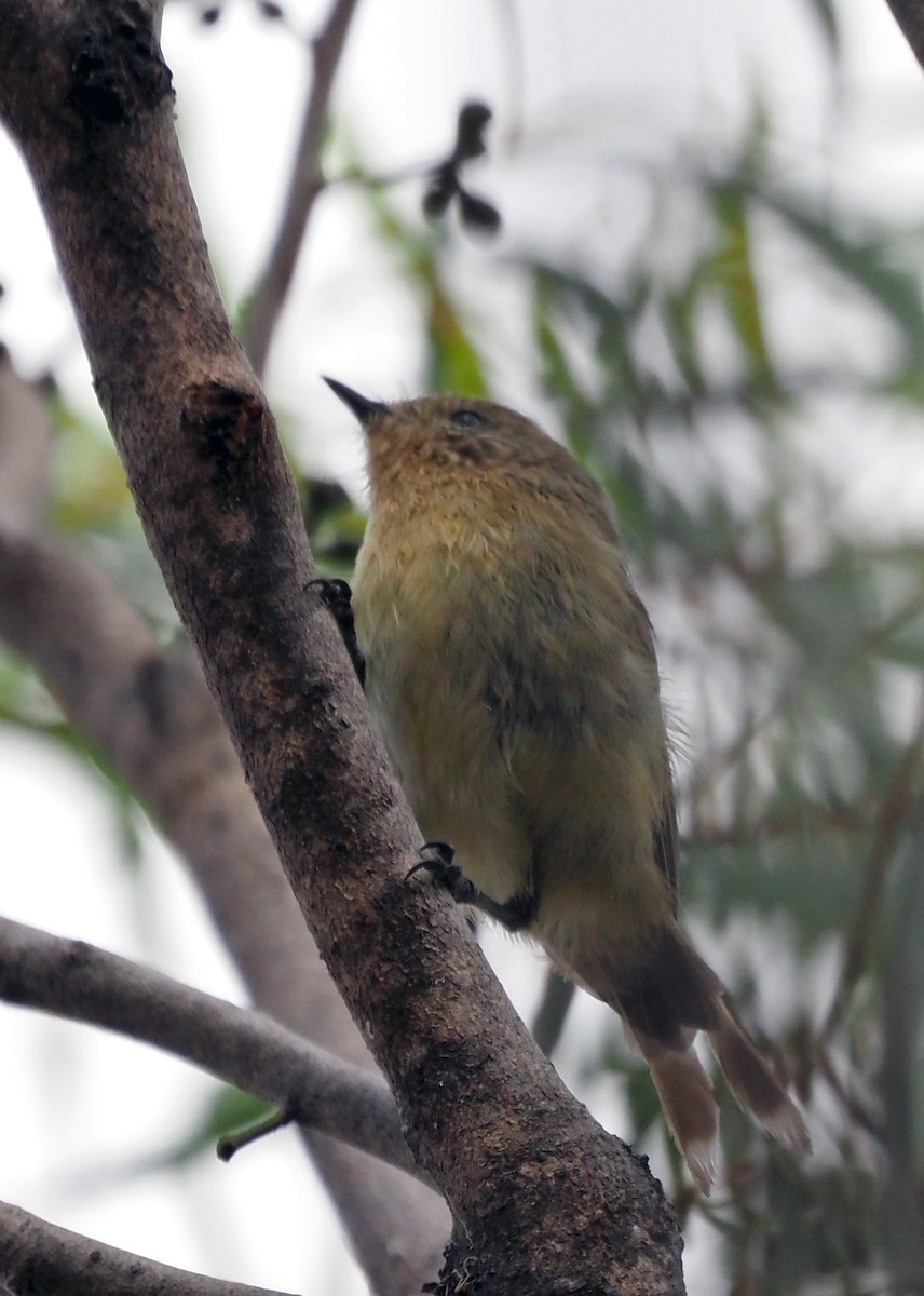 Yellow Thornbill - ML417228841