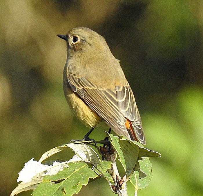 Blue-fronted Redstart - Alok Tewari