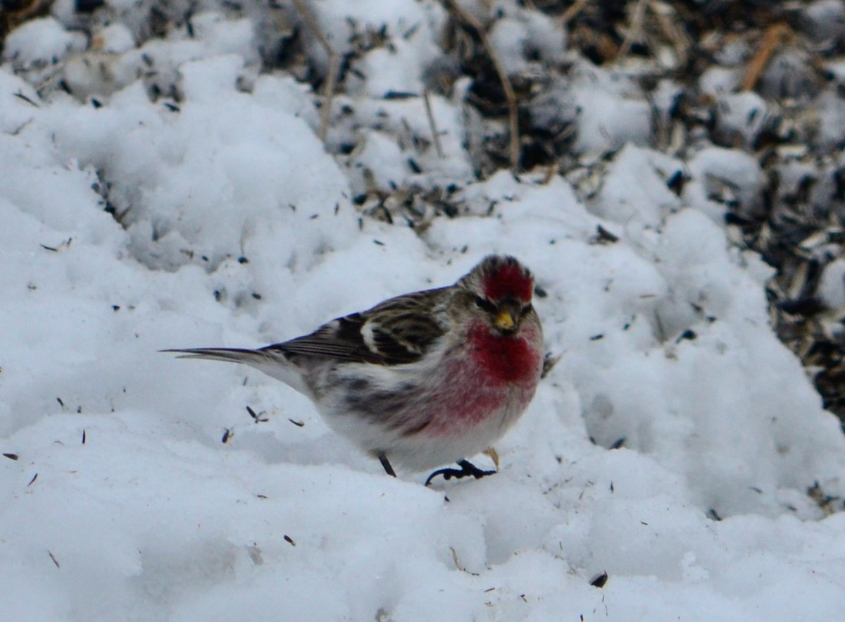 Redpoll (Common) - ML417229461