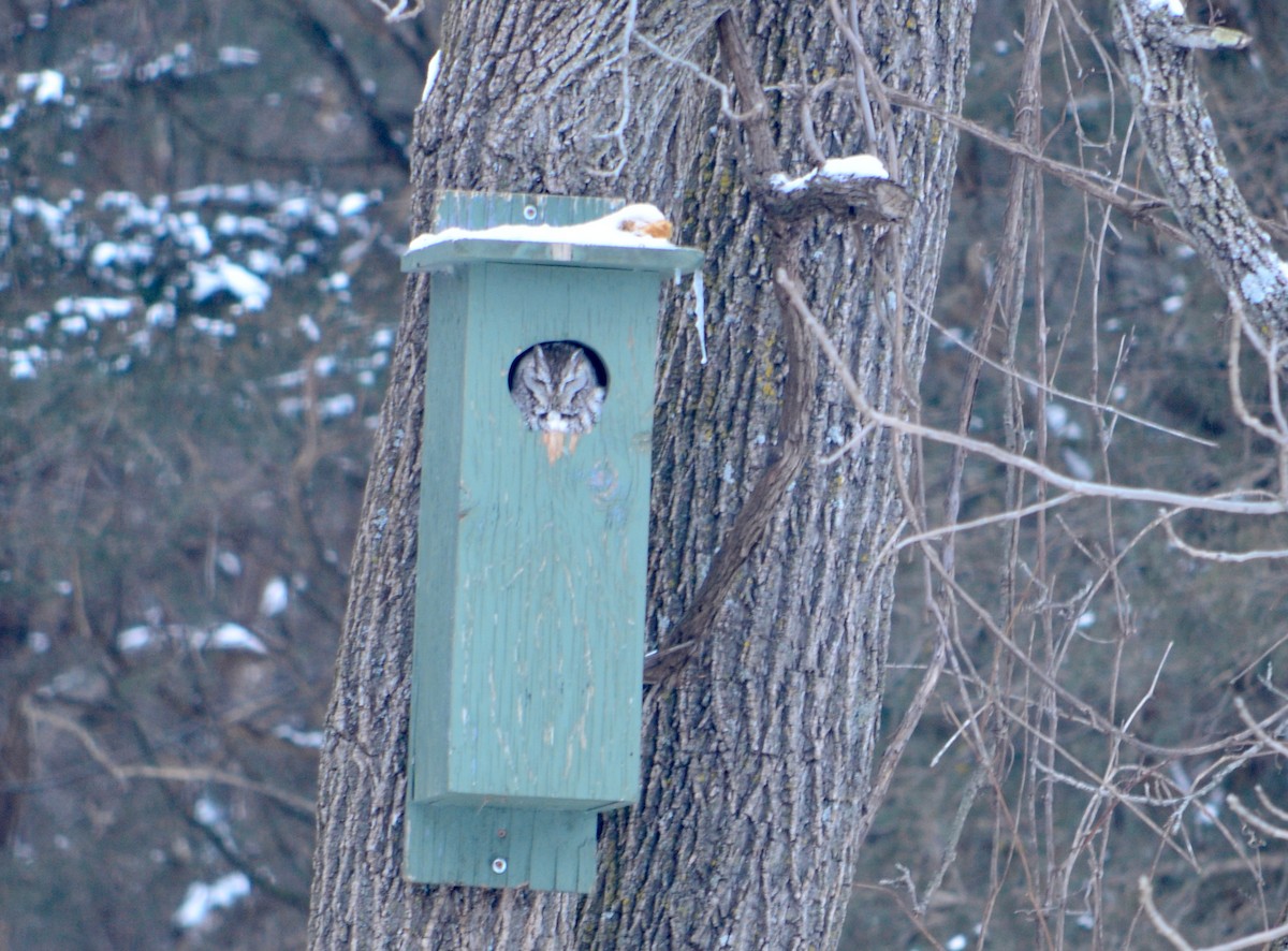 Eastern Screech-Owl - ML417229681
