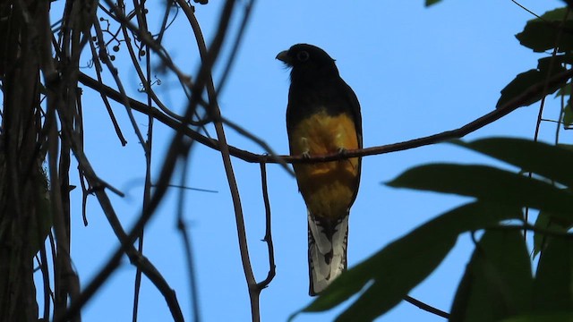 trogon zelenohřbetý - ML417230561