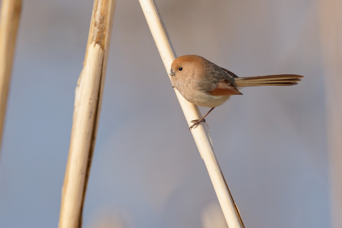 Vinous-throated Parrotbill - Vincent Wang