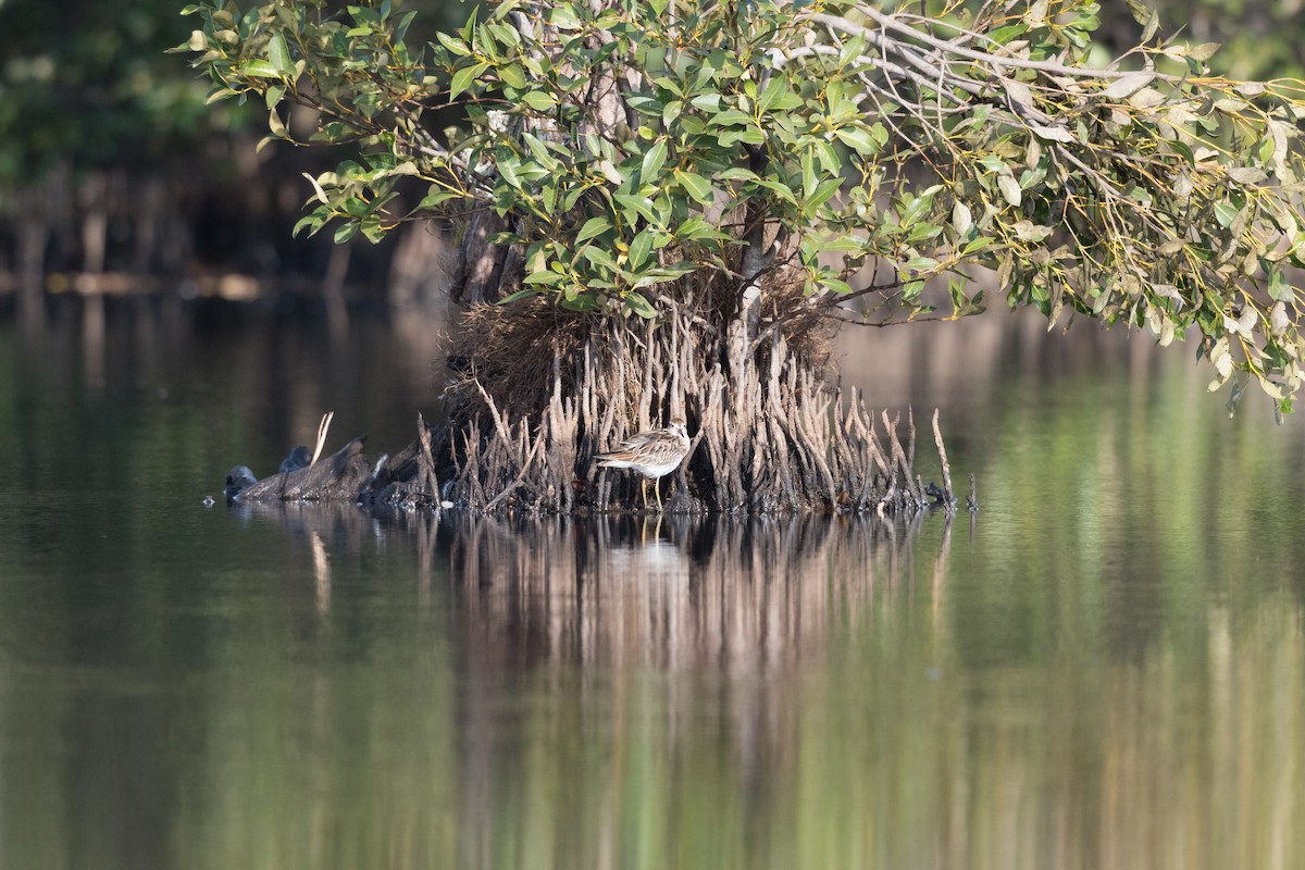 Sharp-tailed Sandpiper - ML417231151