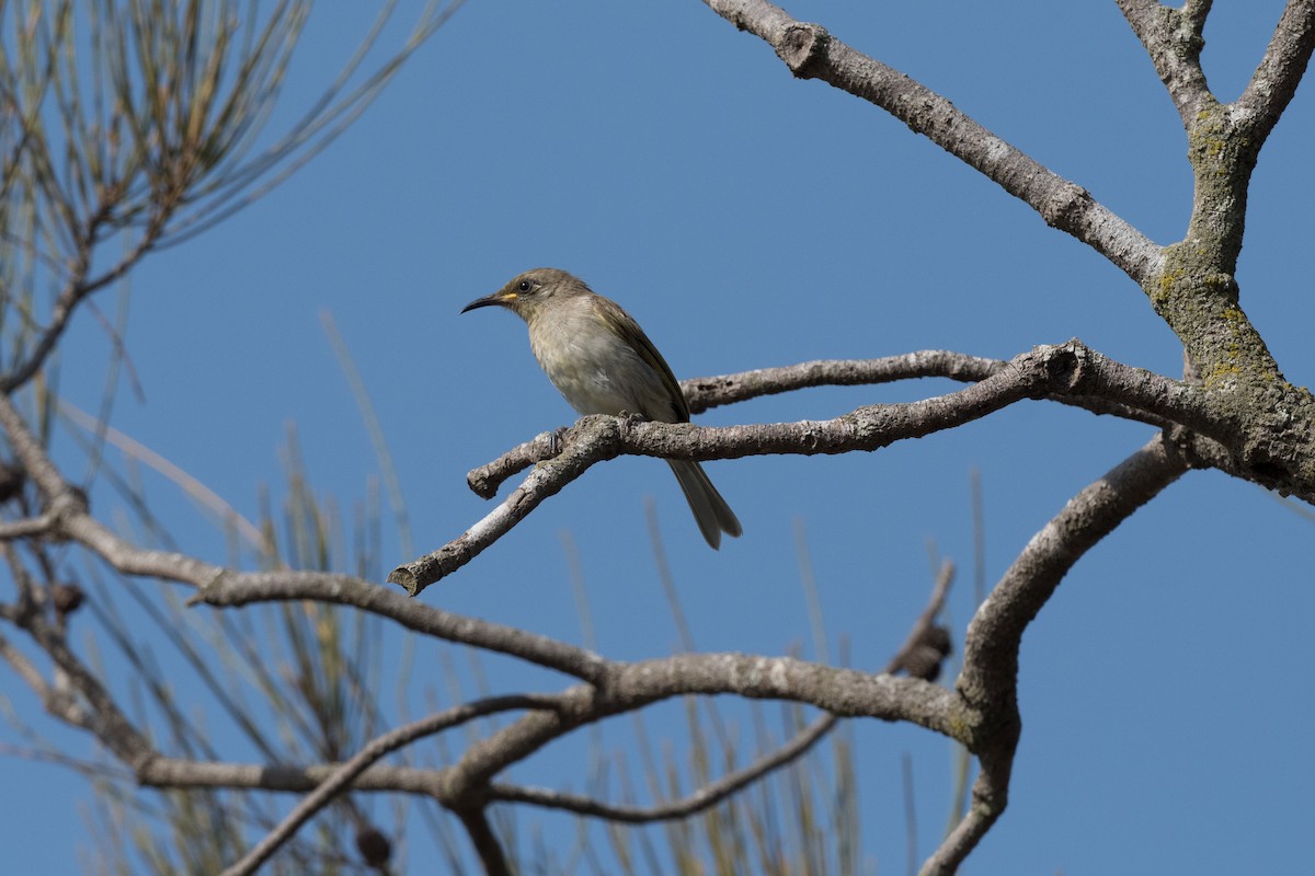 Brown Honeyeater - Terence Alexander