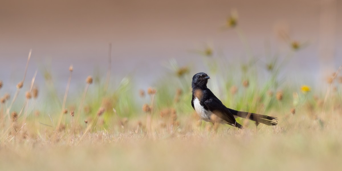 Willie-wagtail - ML417231881