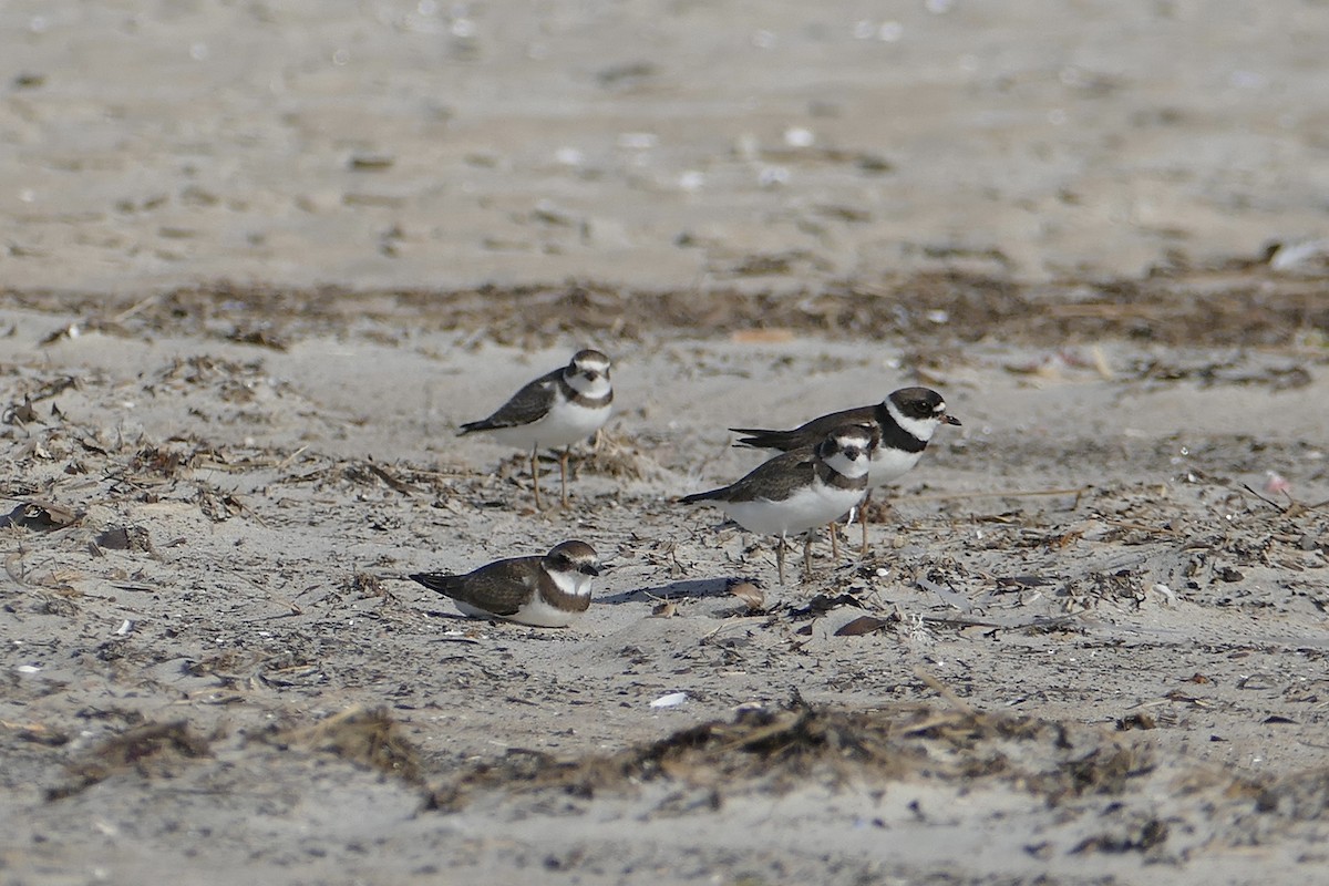 Semipalmated Plover - ML417232591