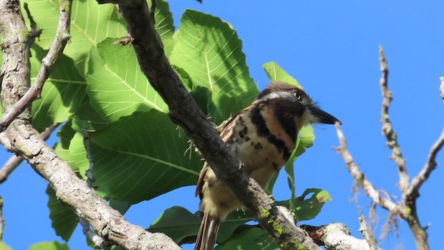 Two-banded Puffbird - ML417232741