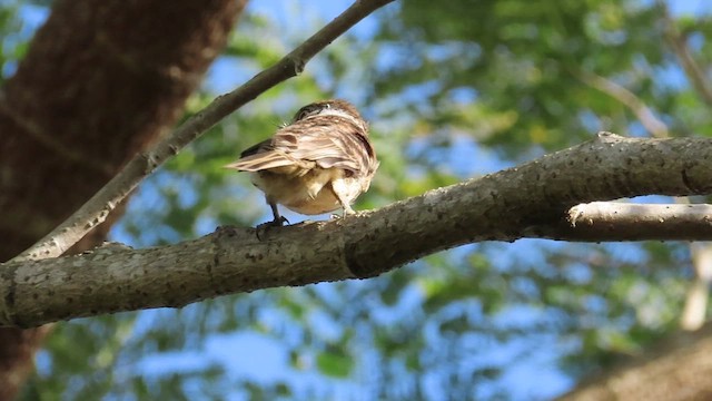 Two-banded Puffbird - ML417232811