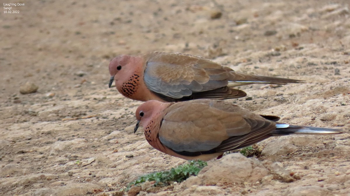 Laughing Dove - ML417232971