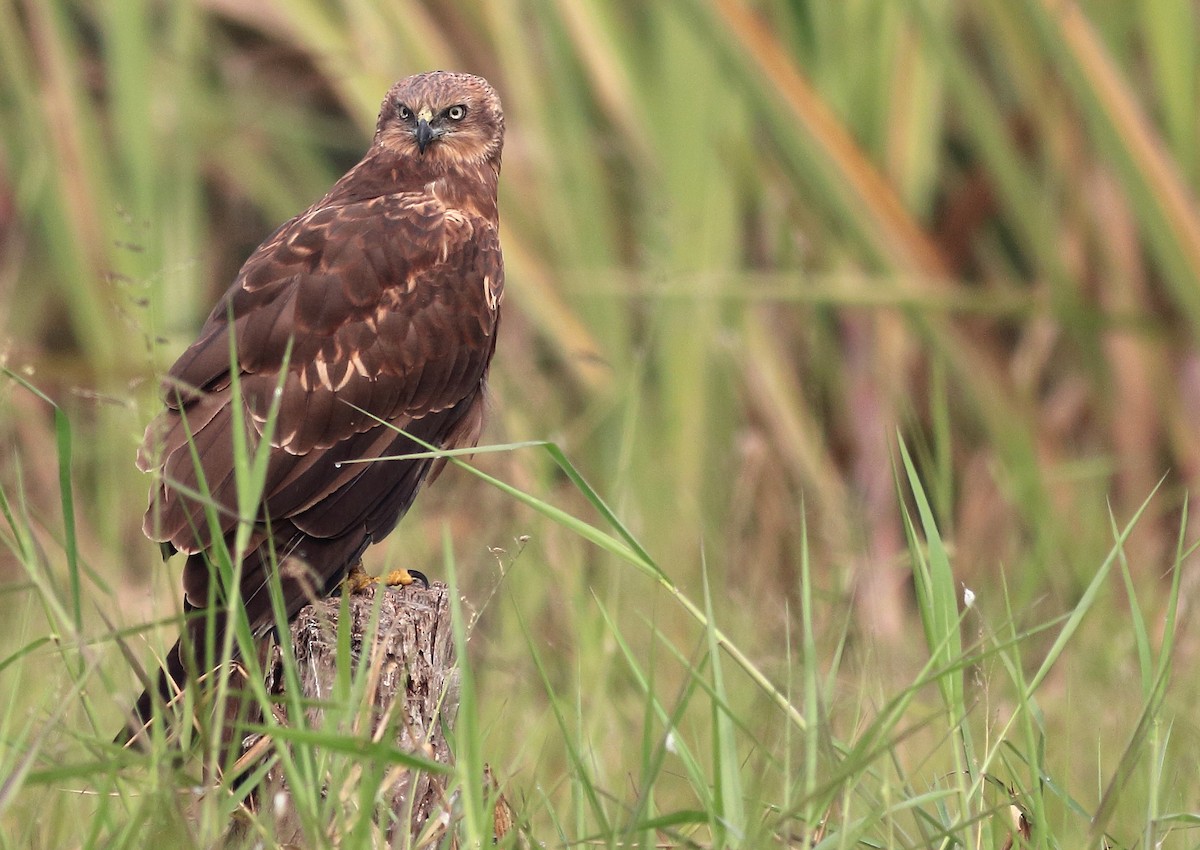 Western Marsh Harrier - ML417233651