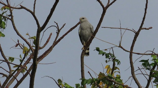 Gray-lined Hawk - ML417235431