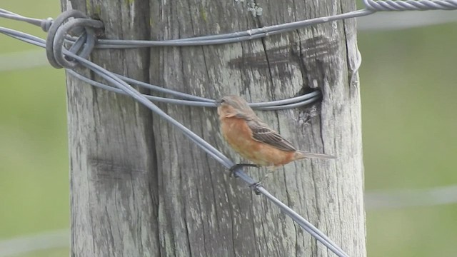 Tawny-bellied Seedeater - ML417235881