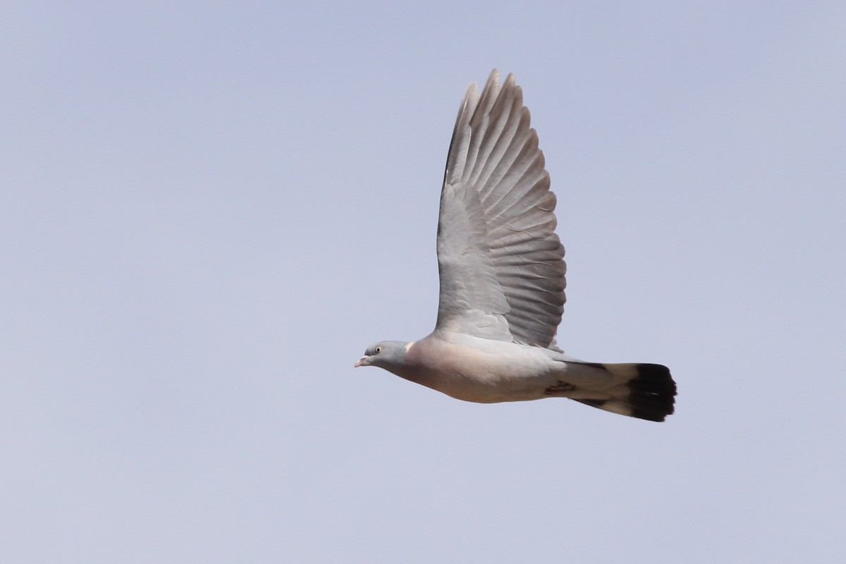 Common Wood-Pigeon - ML417237031